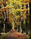 Hauptfriedhof Kassel